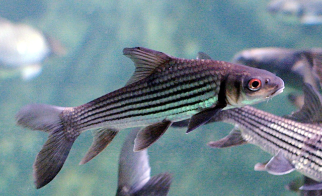 Cá sọc dưa - Loài cá sống tới 50 năm mang theo hương vị của Tây Nguyên - Ảnh 1.