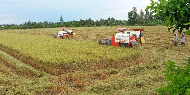 Vì sao số lượng gạo Việt vẫn còn khiêm tốn tại các thị trường cao cấp? - Ảnh 2.