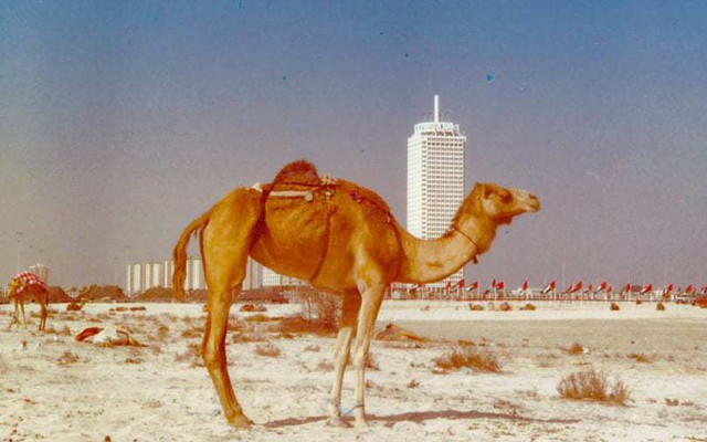 Đằng sau con lạc đà là tòa nhà chọc trời đầu tiên của Dubai được xây dựng vào năm 1979, một trong những Trung tâm Thương mại Thế giới, và là tòa nhà cao nhất ở Trung Đông