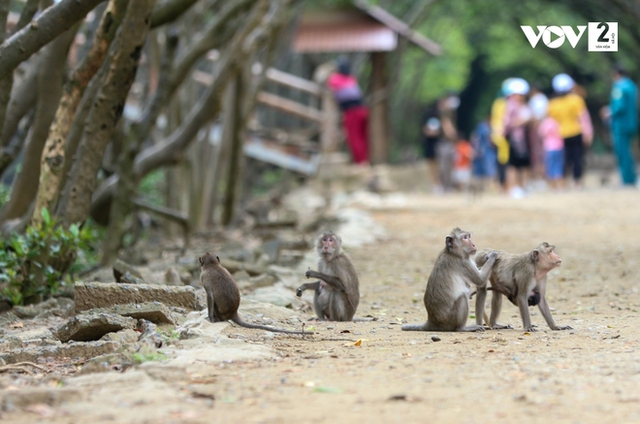 Discover the monkey kingdom in Can Gio - Photo 4.