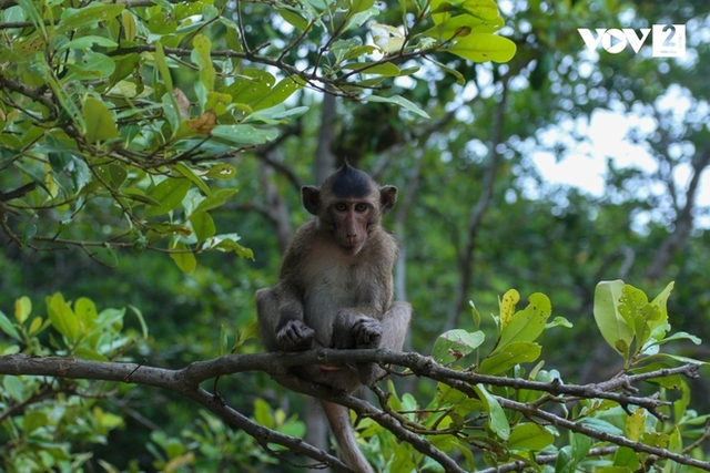 Discover the monkey kingdom in Can Gio - Photo 5.