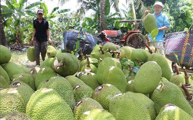 Giá mít Thái tăng trở lại