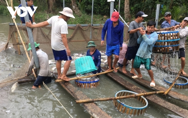 Giá cá tra tăng mức kỉ lục, ngư dân phấn khởi - Ảnh 1.