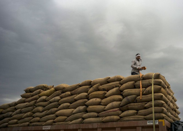 Ấn Độ dự tính hạn chế xuất khẩu gạo, thị trường thế giới lo lắng - Ảnh 1.