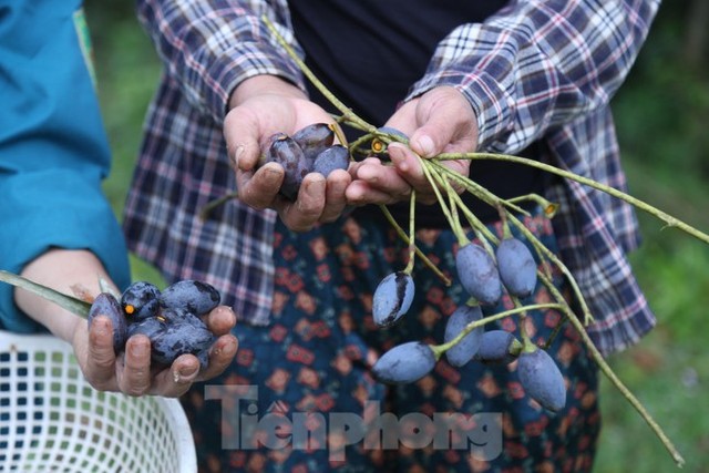 Đổ xô đi hái thuê đặc sản trám đen, bỏ túi tiền triệu mỗi ngày - Ảnh 2.