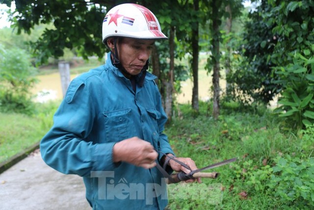 Đổ xô đi hái thuê đặc sản trám đen, bỏ túi tiền triệu mỗi ngày - Ảnh 3.