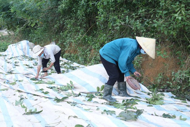 Đổ xô đi hái thuê đặc sản trám đen, bỏ túi tiền triệu mỗi ngày - Ảnh 6.