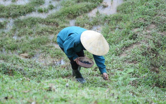 Đổ xô đi hái thuê đặc sản trám đen, bỏ túi tiền triệu mỗi ngày - Ảnh 10.