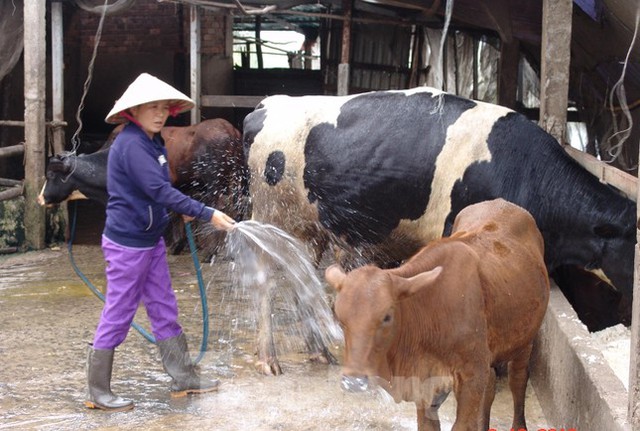  Chăn nuôi Việt Nam liên kết lỏng lẻo, phụ thuộc nhiều vào nhập khẩu  - Ảnh 1.