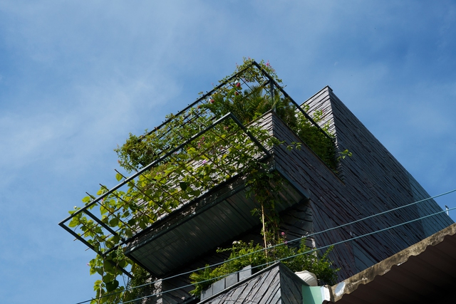 Phủ xanh không gian sống cho căn nhà phố giữa lòng Sài Gòn - Ảnh 2.