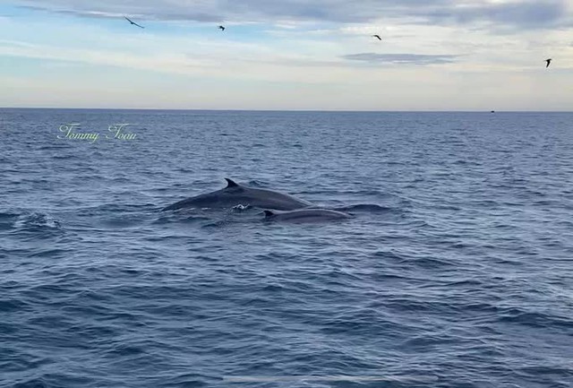  CLIP: Đàn cá voi xanh liên tục xuất hiện ở vùng biển Bình Định  - Ảnh 2.