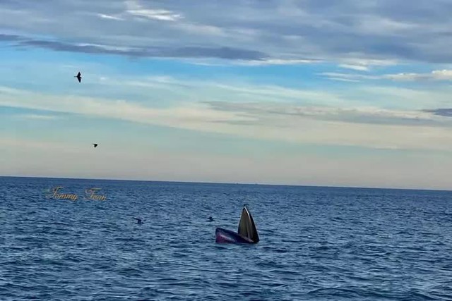  CLIP: Đàn cá voi xanh liên tục xuất hiện ở vùng biển Bình Định  - Ảnh 3.