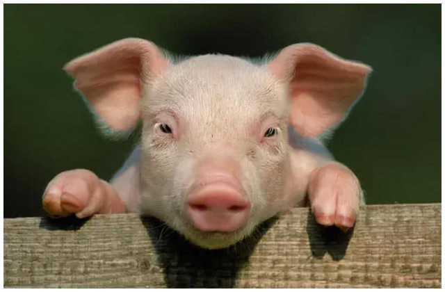 Ở con lợn có 1 thứ có thể bơm collagen, ổn định đường huyết, dưỡng mạch máu tốt nhưng nhiều người vứt bỏ - Ảnh 1.