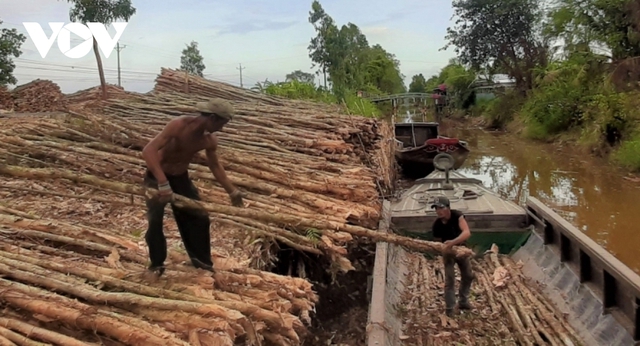 Giá cây tràm giảm, người trồng rừng U Minh hạ mất nửa thu nhập - Ảnh 2.