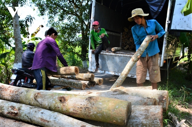 Giá cây tràm giảm, người trồng rừng U Minh hạ mất nửa thu nhập - Ảnh 3.