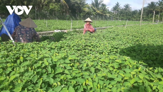 Phân bón, thuốc bảo vệ thực vật vẫn ở mức cao đang là gánh nặng cho nhà nông - Ảnh 3.