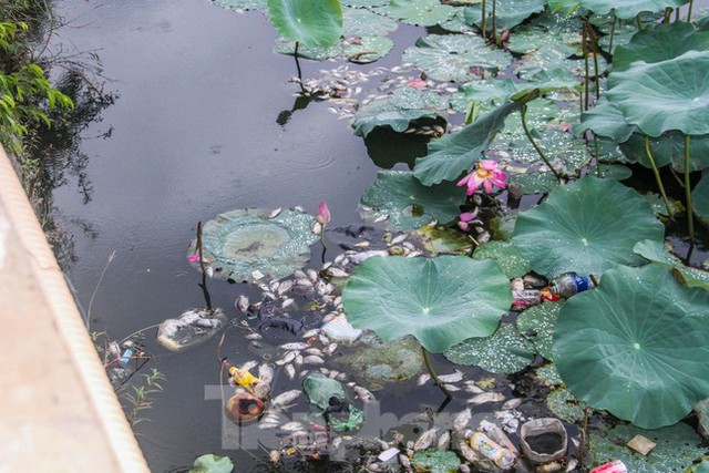  Cá chết hàng loạt bốc mùi hôi thối ở hồ sinh thái tại Quy Nhơn  - Ảnh 2.