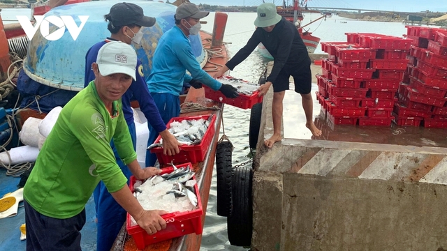 Ngư dân Quảng Bình trúng đậm 250 tấn cá nục, thu 2,4 tỷ đồng - Ảnh 3.