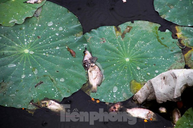  Cá chết hàng loạt bốc mùi hôi thối ở hồ sinh thái tại Quy Nhơn  - Ảnh 3.