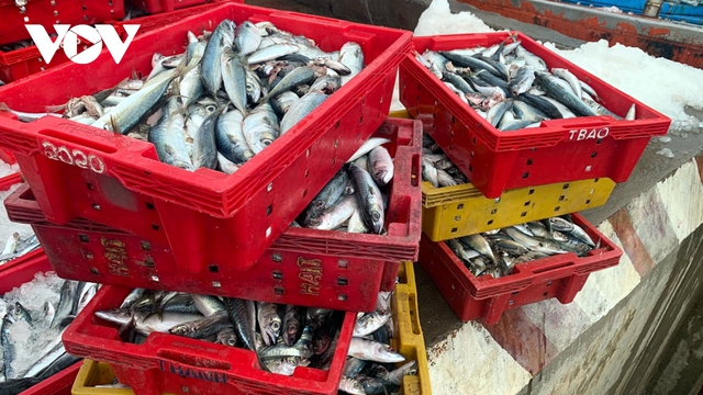 Ngư dân Quảng Bình trúng đậm 250 tấn cá nục, thu 2,4 tỷ đồng - Ảnh 4.