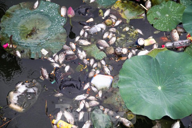  Cá chết hàng loạt bốc mùi hôi thối ở hồ sinh thái tại Quy Nhơn  - Ảnh 4.