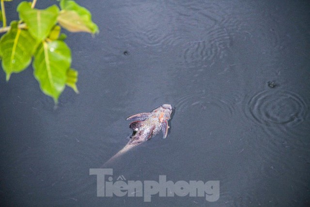  Cá chết hàng loạt bốc mùi hôi thối ở hồ sinh thái tại Quy Nhơn  - Ảnh 5.