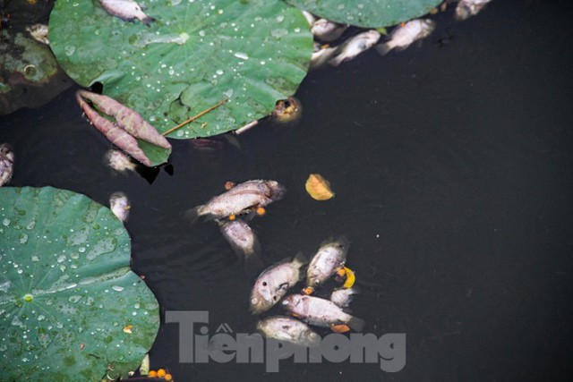  Cá chết hàng loạt bốc mùi hôi thối ở hồ sinh thái tại Quy Nhơn  - Ảnh 6.