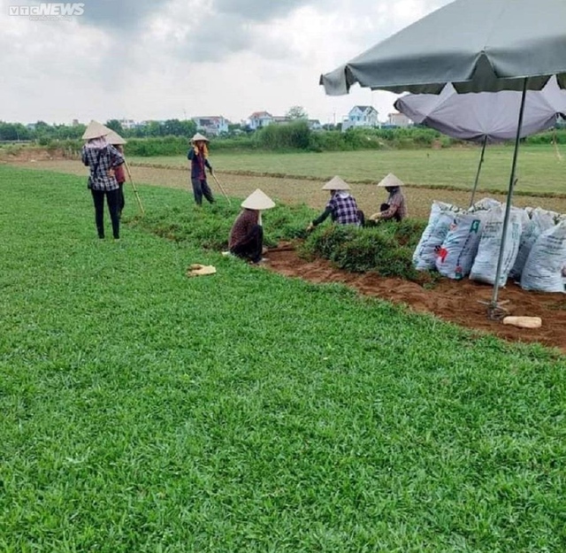 Trồng loại cỏ lạ ven đê, thu hàng trăm triệu đồng mỗi năm - Ảnh 1.