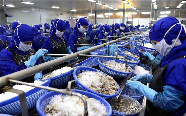Dây chuyền chế biến tôm đông lạnh xuất khẩu của Công ty Cổ phần Chế biến thủy sản xuất khẩu Thuận Phước. Ảnh minh họa: Vũ Sinh/TTXVN