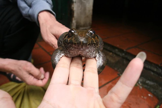 This type of frog is a specialty of Lang Son province, the price is 10 times higher than that of copper frogs, which are always sought after by consumers - Photo 1.