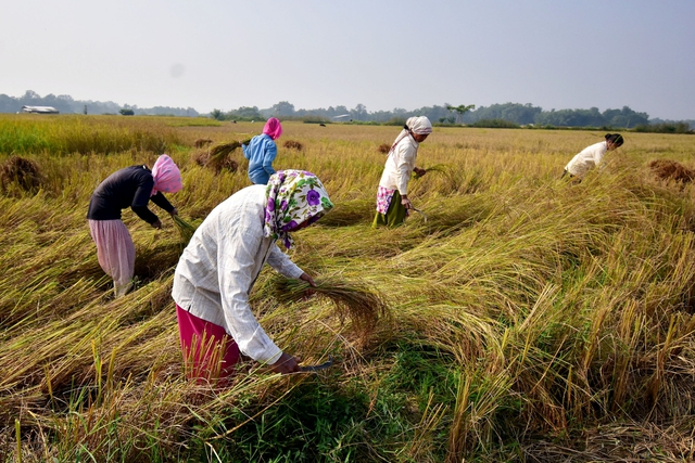1 triệu tấn gạo ùn ứ tại các cảng của Ấn Độ sau quyết định cấm xuất khẩu - Ảnh 1.