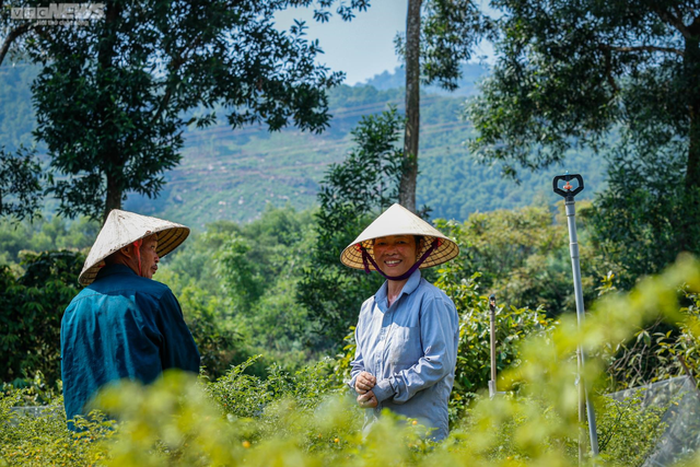 Ảnh: Mục sở thị khu vườn trồng loại ớt đắt nhất thế giới ở Hà Tĩnh - Ảnh 8.