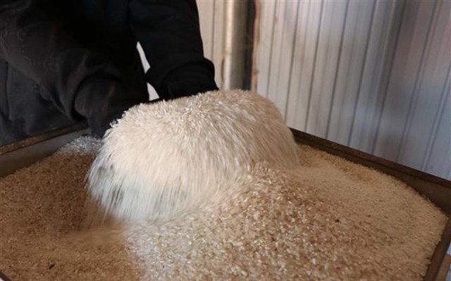 EU công bố thuế nhập khẩu gạo xát là 65 EUR/tấn. Ảnh minh họa: Hồng Điệp/TTXVN