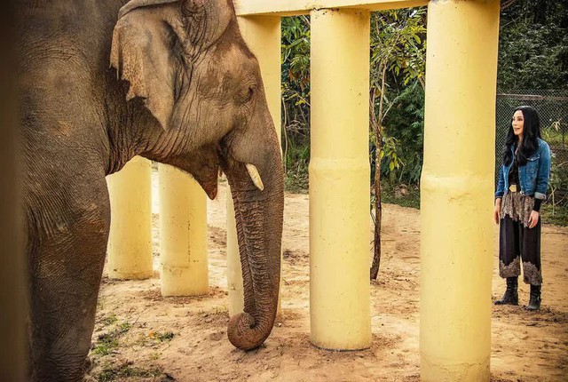 An emotional journey to rescue the world's loneliest elephant: Living on a leash! - Photo 2.