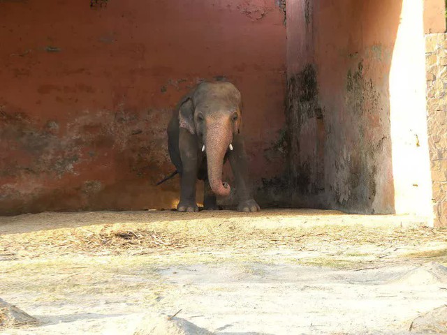 An emotional journey to rescue the world's loneliest elephant: Living on a leash! - Photo 1.