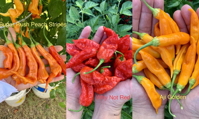 Người Việt tự lai tạo 2.000 giống ớt trên mảnh vườn ở Mỹ - Ảnh 4.
