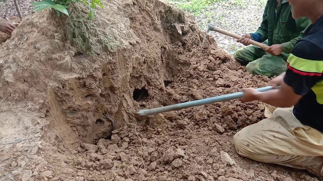 Loại nấm đen nhìn y hệt trứng bắc thảo, giá cao nhưng vẫn nhiều người mua - Ảnh 3.