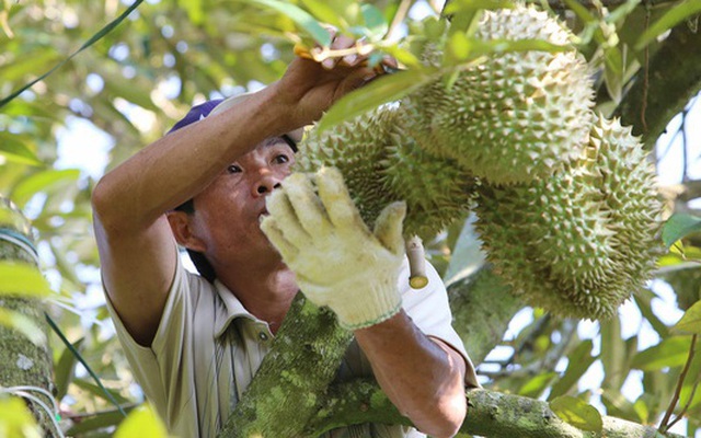 Thu hoạch sầu riêng ở huyện Krông Pắk, tỉnh Đắk Lắk. (Ảnh: TTXVN)