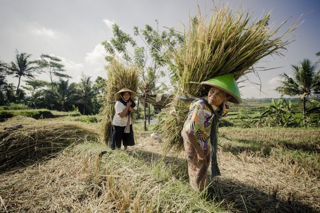 Không kém dầu hay khí đốt, loại lương thực quan trọng số một thế giới này cũng đang nằm giữa vòng xoáy tăng giá - Ảnh 2.