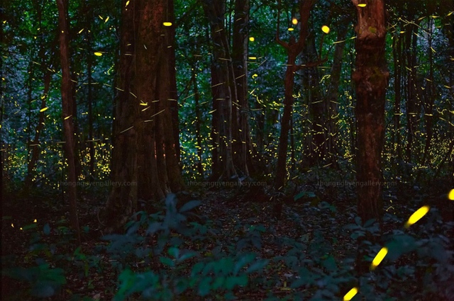 Vườn quốc gia Cúc Phương hóa ‘xứ thần tiên’ khi đêm về bởi vũ điệu của đom đóm - Ảnh 4.