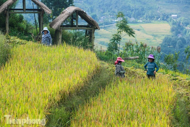  Ruộng bậc thang Y Tý vào mùa vàng: Thiên đường là đây! - Ảnh 18.