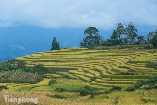  Ruộng bậc thang Y Tý vào mùa vàng: Thiên đường là đây! - Ảnh 4.