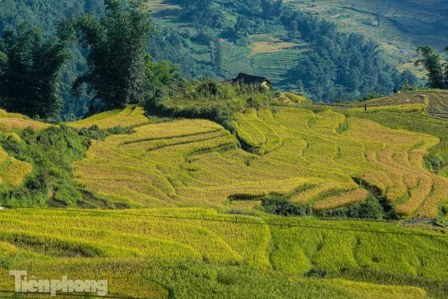  Ruộng bậc thang Y Tý vào mùa vàng: Thiên đường là đây! - Ảnh 2.