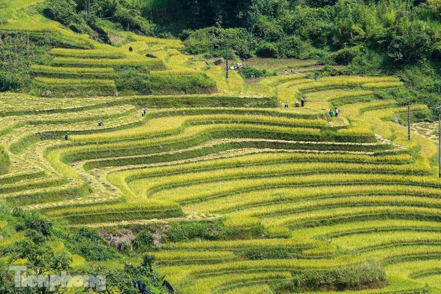  Ruộng bậc thang Y Tý vào mùa vàng: Thiên đường là đây! - Ảnh 1.