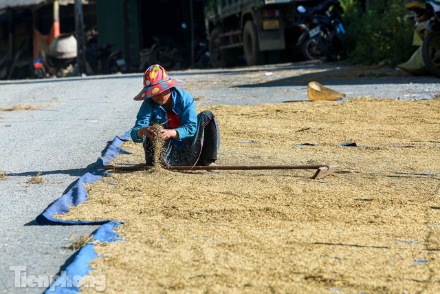  Ruộng bậc thang Y Tý vào mùa vàng: Thiên đường là đây! - Ảnh 16.