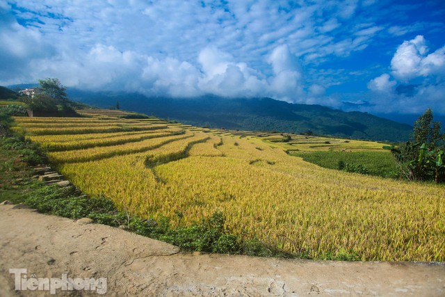  Ruộng bậc thang Y Tý vào mùa vàng: Thiên đường là đây! - Ảnh 14.