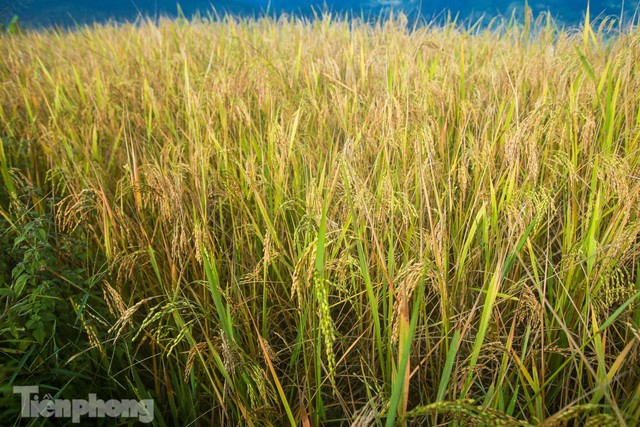  Ruộng bậc thang Y Tý vào mùa vàng: Thiên đường là đây! - Ảnh 13.