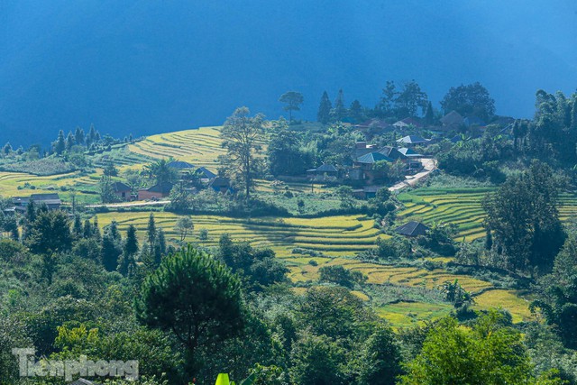  Ruộng bậc thang Y Tý vào mùa vàng: Thiên đường là đây! - Ảnh 12.