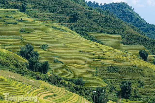  Ruộng bậc thang Y Tý vào mùa vàng: Thiên đường là đây! - Ảnh 11.