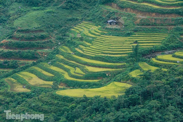  Ruộng bậc thang Y Tý vào mùa vàng: Thiên đường là đây! - Ảnh 10.